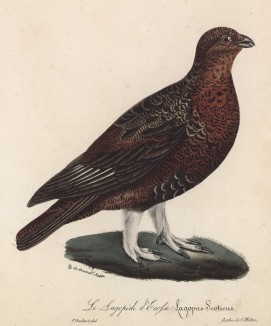 Шотландская куропатка (лист из альбома литографий "Галерея птиц... королевского сада", изданного в Париже в 1825 году)