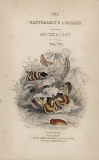 Титульный лист XXXVII тома "Библиотеки натуралиста" Вильяма Жардина, изданного в Эдинбурге в 1843 году и посвящённого Пьеру Латрею (на миниатюре изображены бабочки и гусеницы)