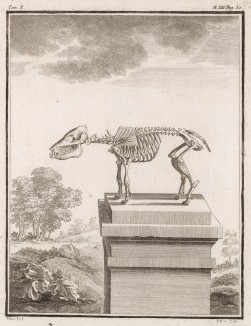 Скелет (лист XIII иллюстраций к десятому тому знаменитой "Естественной истории" графа де Бюффона, изданному в Париже в 1763 году)