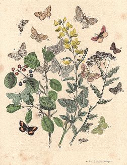 Различные бабочки семейства пядениц. "Книга бабочек" Фридриха Берге, Штутгарт, 1870. 