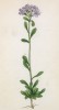 Эринус альпийский (Erinus alpinus (лат.)) (лист 303 известной работы Йозефа Карла Вебера "Растения Альп", изданной в Мюнхене в 1872 году)
