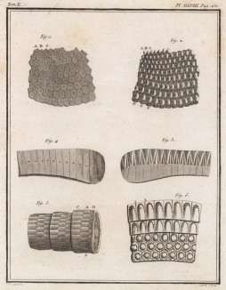Части кожи (лист XXXVIII иллюстраций к десятому тому знаменитой "Естественной истории" графа де Бюффона, изданному в Париже в 1763 году)
