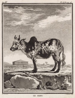 Бык зебу (лист XLIII иллюстраций к четвёртому тому знаменитой "Естественной истории" графа де Бюффона, изданному в Париже в 1753 году)