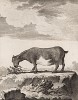 Карликовая коза (лист XV иллюстраций к пятому тому знаменитой "Естественной истории" графа де Бюффона, изданному в Париже в 1755 году)