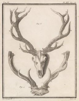 Оленьи рога (лист XIV иллюстраций к шестому тому знаменитой "Естественной истории" графа де Бюффона, изданному в Париже в 1756 году)