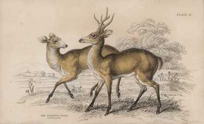Олень Mazama campestris (лат.) (лист 17 тома XI "Библиотеки натуралиста" Вильяма Жардина, изданного в Эдинбурге в 1843 году)