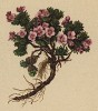 Драба, или крупка пиренейская (Petrocallis pyrenaica (лат.)) (из Atlas der Alpenflora. Дрезден. 1897 год. Том II. Лист 145)