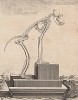 Скелет павиана (лист XV иллюстраций к четырнадцатому тому знаменитой "Естественной истории" графа де Бюффона, изданному в Париже в 1766 году)