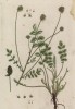 Бедренец (Pimpinella (лат.)) -- род растений из семейства зонтичные. Свежевыжатый сок применяют для выведения пятен на лице (лист 413 "Гербария" Элизабет Блеквелл, изданного в Нюрнберге в 1760 году)
