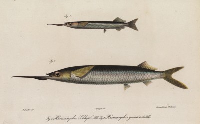 Африканский полукрыл (Hemiramphus Schlegeli (1)) и балао (Hemiramphus guineensis (2)) (лат.) (лист XXV великолепной работы Memoire sur les poissons de la côte de Guinée, изданной в Голландии в 1863 году)
