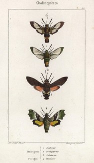 Бабочки рода Macroglossa: Fuciformis (1), Bombyliformis (2), Stellatarum (3) и рода Pterogon: Aenotherae (4) (лат.) (лист 44)