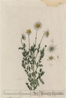 Римская ромашка (Chamaemelum Romanum (лат.)) (лист 526 "Гербария" Элизабет Блеквелл, изданного в Нюрнберге в 1760 году)