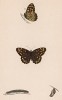 Бабочка крупноглазка эгерия, или краеглазка эгерия (лат. Papilio Aegeria), её гусеница и куколка. History of British Butterflies Френсиса Морриса. Лондон, 1870, л.14