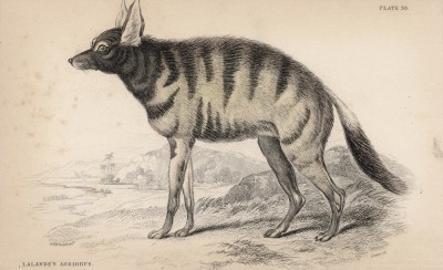 Гиеновидная собака (Viverra hyenoides (лат.)) (лист 30 тома V "Библиотеки натуралиста" Вильяма Жардина, изданного в Эдинбурге в 1840 году)