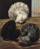 Английские веерохвостые голуби: чёрный, белый и голубой (из знаменитой "Книги голубей..." Роберта Фултона, изданной в Лондоне в 1874 году)