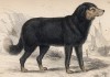 Ньюфаундленд (Canis Tera Nova (лат.)) оригинального окраса (лист 3 тома V "Библиотеки натуралиста" Вильяма Жардина, изданного в Эдинбурге в 1840 году)