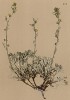 Полынь блестящая (Artemisia nitida (лат.)) (из Atlas der Alpenflora. Дрезден. 1897 год. Том V. Лист 457)