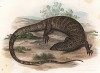 Капский варан (Polydacdalus capensis (лат.)) (из Naturgeschichte der Amphibien in ihren Sämmtlichen hauptformen. Вена. 1864 год)
