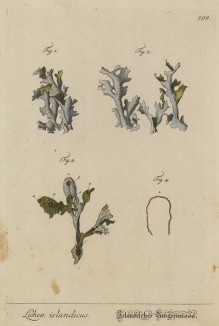 Исландский мох, или дубовые лапти (Lichen islandicus (лат.)) (лист 599 "Гербария" Элизабет Блеквелл, изданного в Нюрнберге в 1760 году)