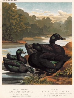 Черные восточно-индийские утки (слева) и пара черных уток каюга. The Illustrated Book of Poultry.... Лондон, 1880