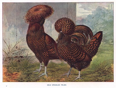 Куры породы Gold spangled polish (англ.). The New Book of Poultry. Лондон, 1902
