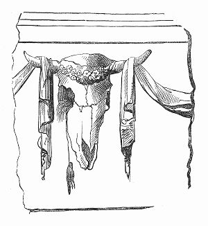 Несчастный воробей, случайно повесившийся на шерстяной нити, из которой он свил себе гнездо в глазнице черепа быка, украшавшего ротонду, расположенную на главной улице Дублина Саквилл-стрит (The Illustrated London News №90 от 20/01/1844 г.)