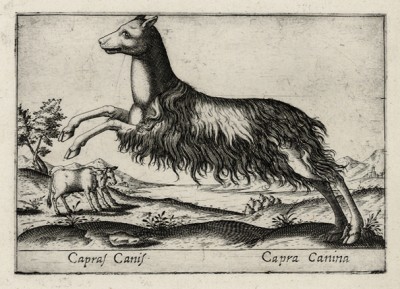 Capra canina (ит.) (коза собачья) (лист из альбома Nova raccolta de li animali piu curiosi del mondo disegnati et intagliati da Antonio Tempesta... Рим. 1651 год)