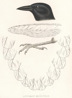 Большехвостый гракл, Quiscalus macrourus (лат.). United States and Mexican Boundary Survey… Spencer F. Baird, Birds of the Boundary. л.XX. Вашингтон, 1859 