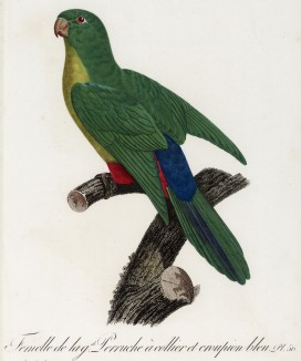 Самка синехвостого ожерелового попугая (лист 56 иллюстраций к первому тому Histoire naturelle des perroquets Франсуа Левальяна. Изображения попугаев из этой работы считаются одними из красивейших в истории. Париж. 1801 год)