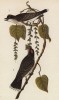Тиранн, или королевская птица (Tyrannus tyrannus) 1. Самец 2. Самка (лист 24 известной работы Бенджамина Уоррена "Птицы Пенсильвании", иллюстрированной по мотивам оригиналов Джона Одюбона. США. 1890 год)