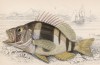 Поперечно-полосатый группер (полосатый группер) (Plectropoma puella (лат.)) (лист 22 XXIX тома "Библиотеки натуралиста" Вильяма Жардина, изданного в Эдинбурге в 1835 году