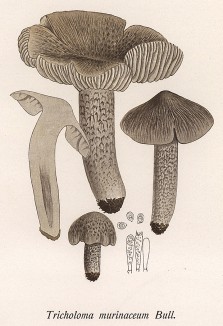 Неогигроцибе щелочная, или рядовка тёмная, Tricholoma murinaceum Bull. (лат.). Дж.Бресадола, Funghi mangerecci e velenosi, т.I, л.36. Тренто, 1933