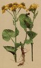 Крестовник приальпийский (Senecio subalpinus (лат.)) (из Atlas der Alpenflora. Дрезден. 1897 год. Том V. Лист 468)