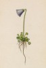 Сольданелла малая (Soldanella minima (лат.)) (лист 363 известной работы Йозефа Карла Вебера "Растения Альп", изданной в Мюнхене в 1872 году)