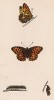 Бабочка перламутровка полевая (лат. Papilio Lathonia), её гусеница и куколка. History of British Butterflies Френсиса Морриса. Лондон, 1870, л.51