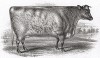 Корова Хохотушка Гвинни мистера Говарда. Farmer's Magazin. Лондон, 1844