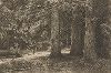 Ели в Шуваловском парке (этюд). Офорт Ивана Шишкина, 1886 год. 