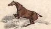 Лошадь в прыжке. Из альбома литографий Генри Алкена The Beauties and Defects in the Figure of the Horse, л.15. Лондон, 1816