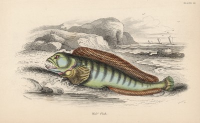 Зубатка (1. Anarrchicus lupus (лат.)) (лист 19 XXXII тома "Библиотеки натуралиста" Вильяма Жардина, изданного в Эдинбурге в 1843 году)