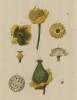Кубышка жёлтая (жёлтая водяная лилия) -- из семейства нимфейные (кубышковых) (Nymphaea lutea (лат.)) (лист 591 "Гербария" Элизабет Блеквелл, изданного в Нюрнберге в 1760 году)