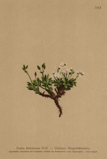 Крупка фладницийская (Draba fladnizensis (лат.)) (из Atlas der Alpenflora. Дрезден. 1897 год. Том II. Лист 164)