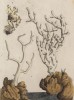 Белый коралл (Corallum verum album (лат.)) (лист 342 "Гербария" Элизабет Блеквелл, изданного в Нюрнберге в 1757 году)