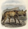Гиена (лист XLIV иллюстраций к известной работе Джорджа Миварта "Семейство волчьих". Лондон. 1890 год)