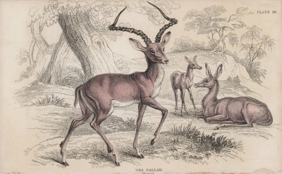 Вилорогая антилопа (Antilope melanpus (лат.)) (лист 29 тома XI "Библиотеки натуралиста" Вильяма Жардина, изданного в Эдинбурге в 1843 году)