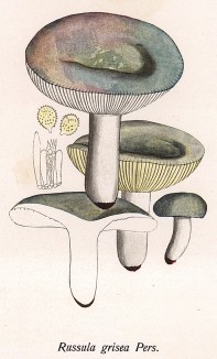 Сыроежка серая, Russula grisea Pers. (лат.). Дж.Бресадола, Funghi mangerecci e velenosi, т.II, л.125. Тренто, 1933