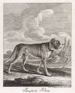 Английский дог. Гравюра Иоганна Элиаса Ридингера из Entwurff Einiger Thiere ..., Аугсбург, 1738. 