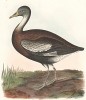 Осенняя утка, Dendrocygna autumnalis (лат.). United States and Mexican Boundary Survey… Spencer F. Baird, Birds of the Boundary. л.XXV. Вашингтон, 1859 