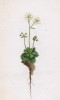 Камнеломка дернистая (Saxifraga muscoides (лат.)) (лист 176 известной работы Йозефа Карла Вебера "Растения Альп", изданной в Мюнхене в 1872 году)