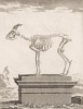 Скелет барана (лист XV иллюстраций к двенадцатому тому знаменитой "Естественной истории" графа де Бюффона, изданному в Париже в 1764 году)
