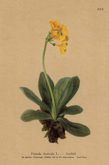 Примула ушковая (Primula Auricula (лат.)) (из Atlas der Alpenflora. Дрезден. 1897 год. Том IV. Лист 302)
